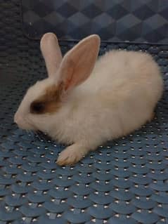 Cute Fluffy baby rabbit for sale