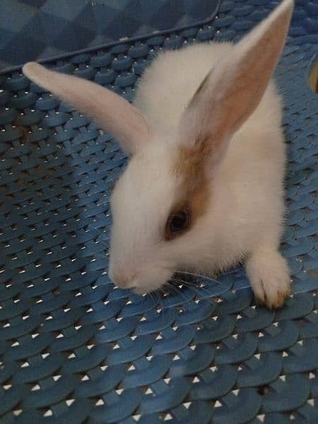 Cute Fluffy baby rabbit for sale 1