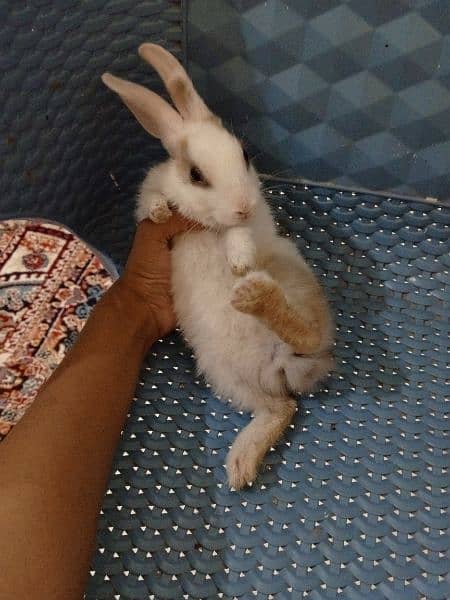 Cute Fluffy baby rabbit for sale 2