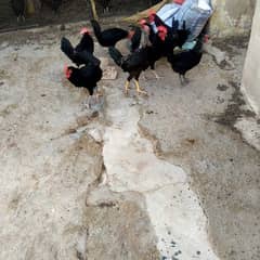 Aseel/Australorp/golden Misri/03152135489