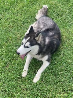 Female Siberian Husky Dog Blue eyed 0