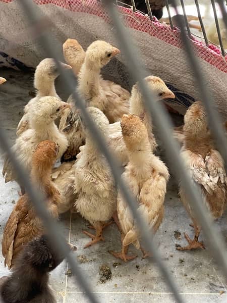 aseel chicks available 3