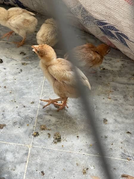 aseel chicks available 8