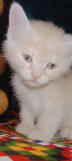 Persian male kitten available
