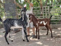 Makki cheena Bakra aur Brown Bakri. (2-Dant).