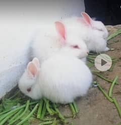 Angora self & active bunnies available 03125601800
