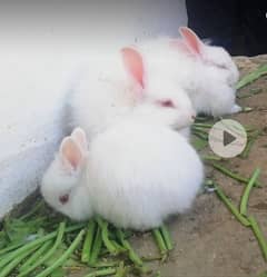 Angora