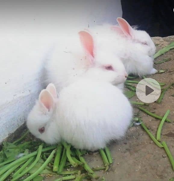 Angora self & active bunnies available 03125601800 0