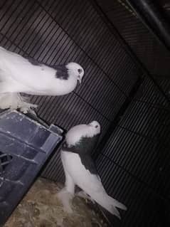 poutar pigeons urgent sale .