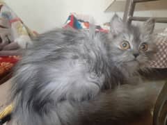 Persian Female Cat For Sale 03339249248
