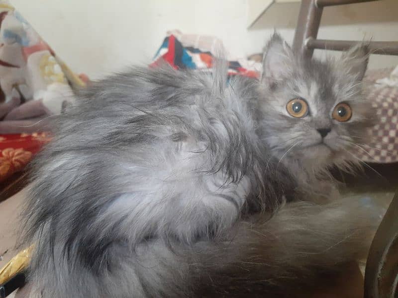 Persian Female Cat For Sale 03339249248 0