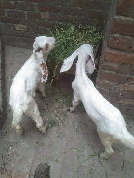 white dasi goat baby pair 0