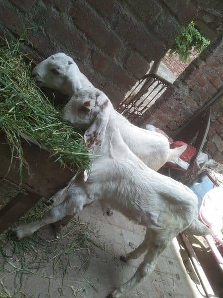 white dasi goat baby pair 1