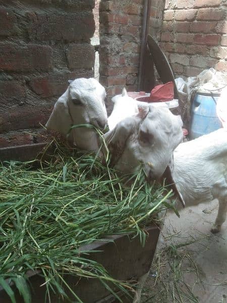 white dasi goat baby pair 3