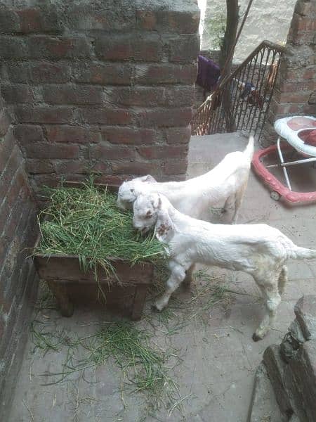 white dasi goat baby pair 4