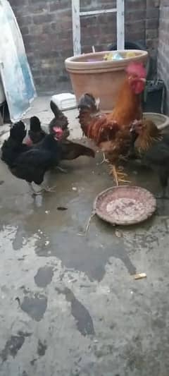 6 hens or 1 cock