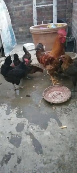 6 hens or 1 cock 0