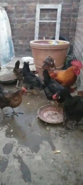 6 hens or 1 cock 1