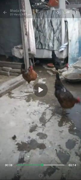 6 hens or 1 cock 2