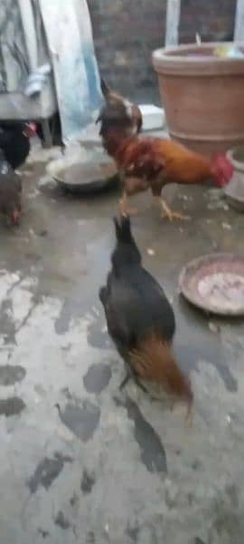 6 hens or 1 cock 3