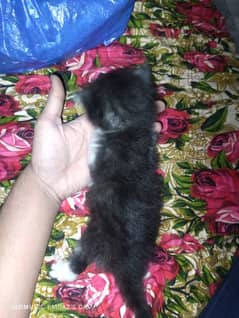 Persian cat 1 month female double coated rare clr combination kitten
