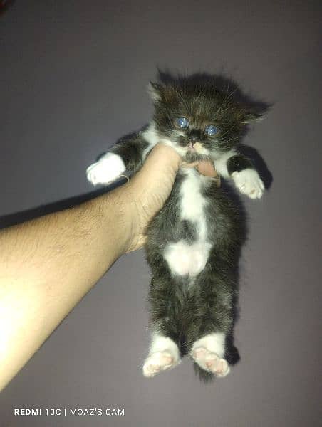 Persian cat 1 month female double coated rare clr combination kitten 1