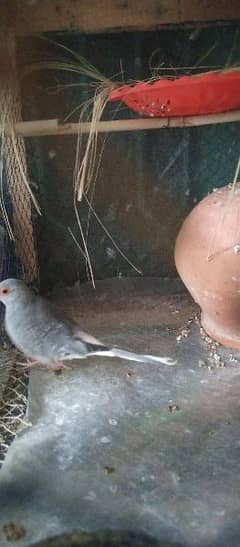 Diamond doves java finches mutation Exchange with love bird