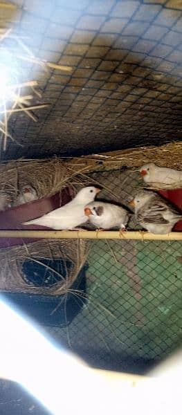 Diamond doves java finches mutation Exchange with love bird 4