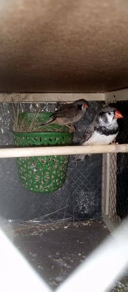 Diamond doves java finches mutation Exchange with love bird 5