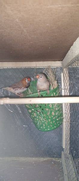 Diamond doves java finches mutation Exchange with love bird 6