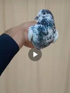 sialkoti pigeon sialkoti kabutar