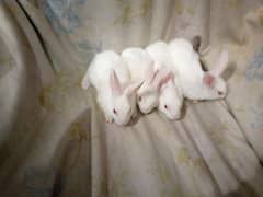 PURE WHITE RED EYES RABBIT BABIES