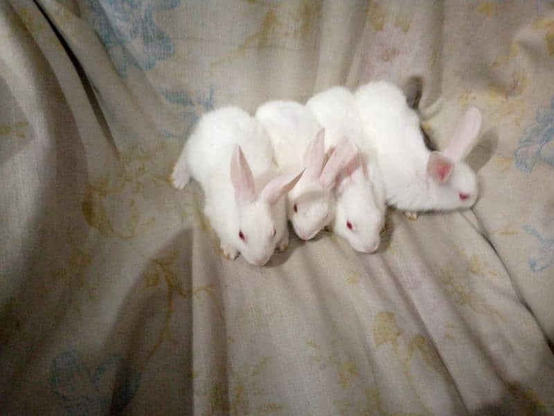 PURE WHITE RED EYES RABBIT BABIES 0