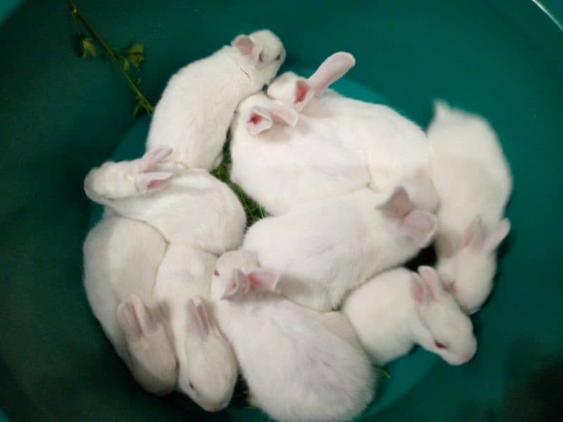 PURE WHITE RED EYES RABBIT BABIES 1