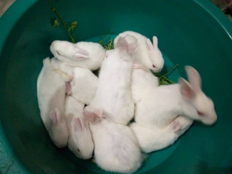 PURE WHITE RED EYES RABBIT BABIES 2
