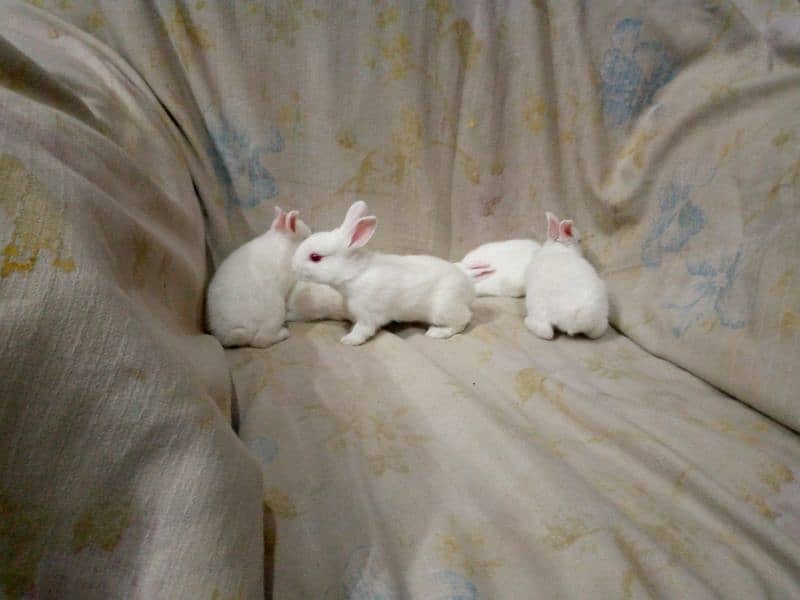 PURE WHITE RED EYES RABBIT BABIES 3