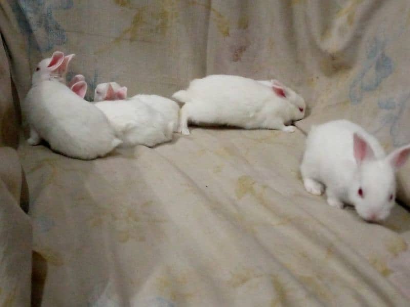 PURE WHITE RED EYES RABBIT BABIES 4