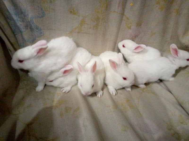 PURE WHITE RED EYES RABBIT BABIES 5