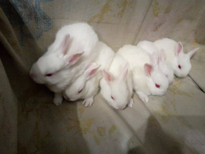 PURE WHITE RED EYES RABBIT BABIES 7