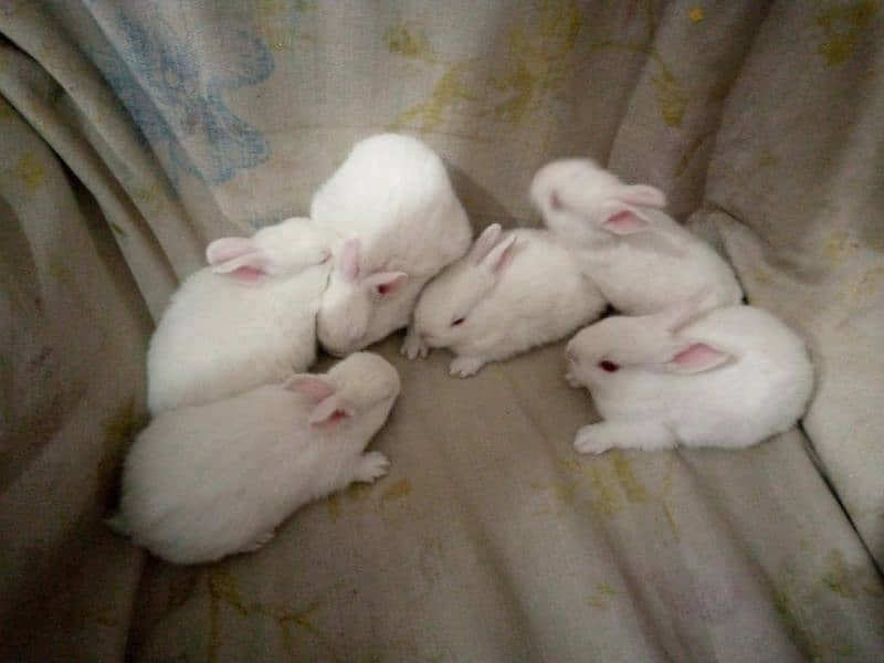 PURE WHITE RED EYES RABBIT BABIES 8