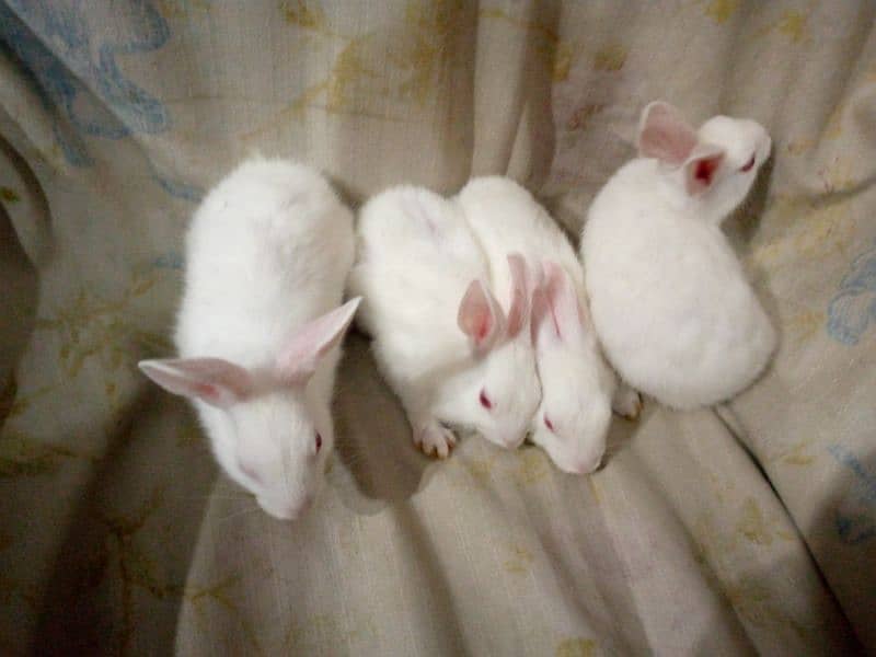 PURE WHITE RED EYES RABBIT BABIES 9