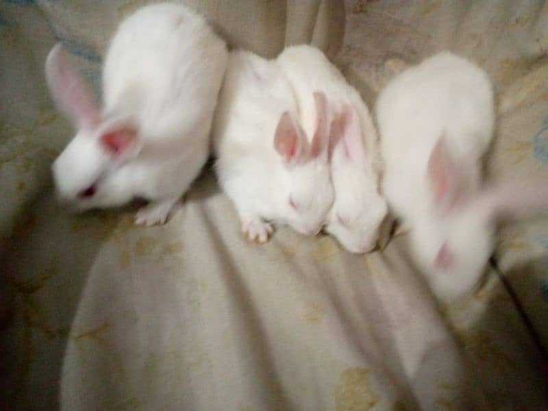 PURE WHITE RED EYES RABBIT BABIES 10