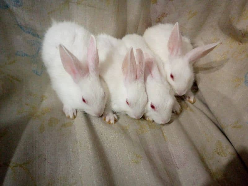 PURE WHITE RED EYES RABBIT BABIES 11
