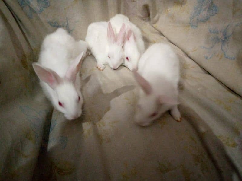 PURE WHITE RED EYES RABBIT BABIES 12