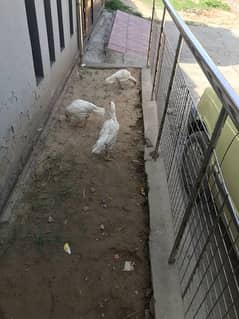 aseel female pure white ghr ki   breed   hy full healthy and active 0
