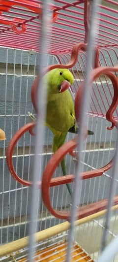 Green Parrot Ringneck (Female)