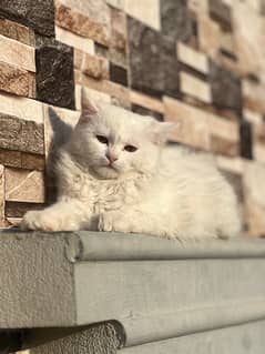 Persian white baby female long courted