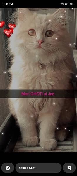 persian cat,age 8 months, male 0