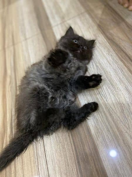persian black and white kitten for sale 1