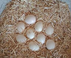 PURE ASEEL EGGS HAI ONLY Call 03004927357